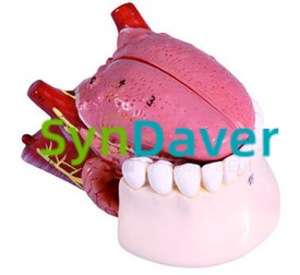 1f5061f8cb1d882261a0c935be1c80f1