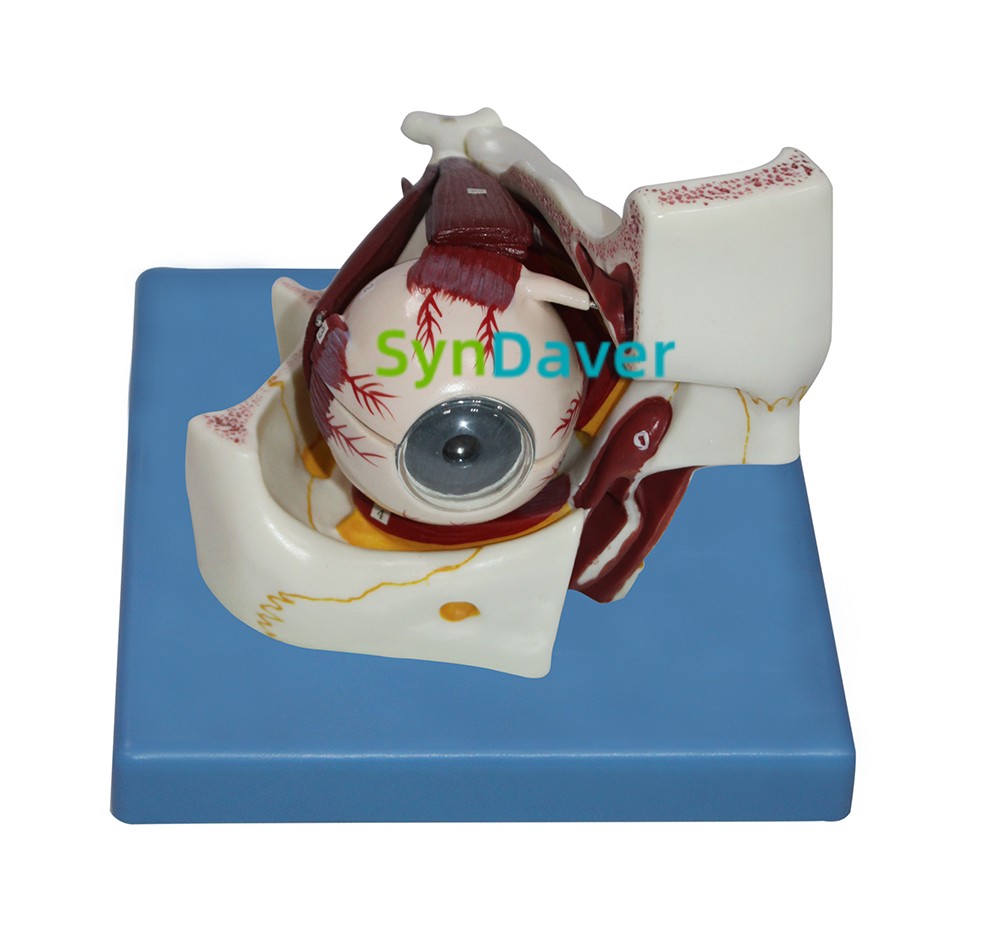 6ad478447dd0cb9c6791e90930510caa