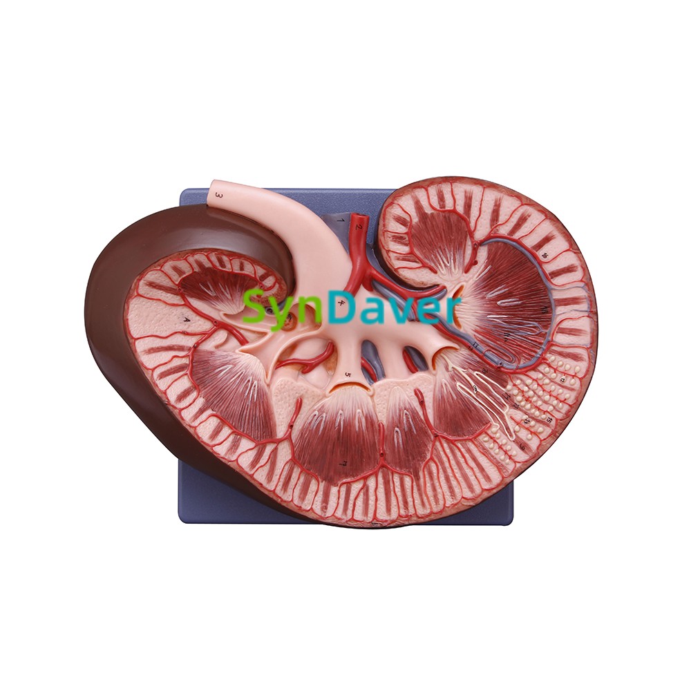 d18d47d4c9553e21c8ce0449ce4c9bed