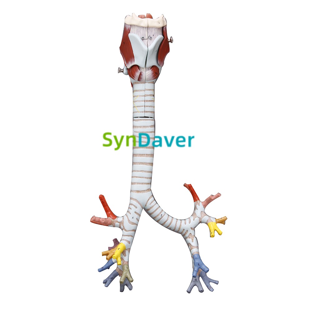 aedb77efa1fd49086db286becb506cd1